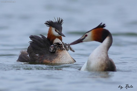 tatko, rybku nemáš ?