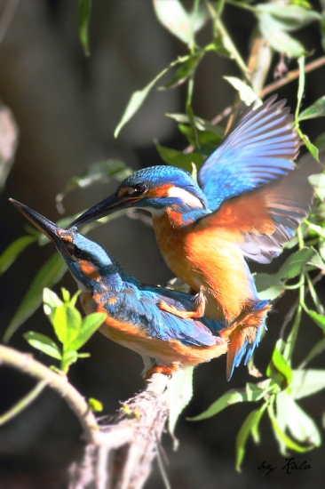 párenie / rybárik riečny