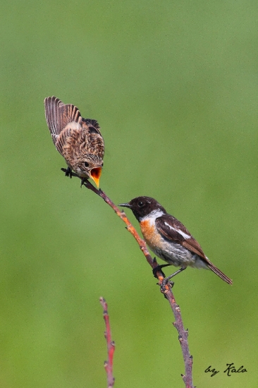 stále su hladné...