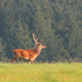 lyko mu vialo ako zástava