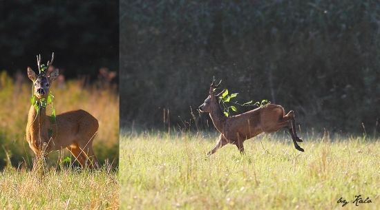 Závoj pre nevestu...