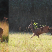 Závoj pre nevestu...
