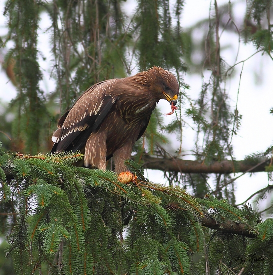 delikatesa.....žabacie stehienka