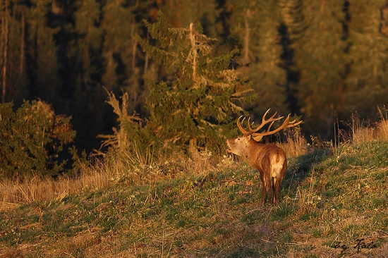 z tých lepších ..