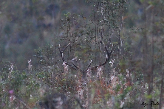 keď vidno len parohy...