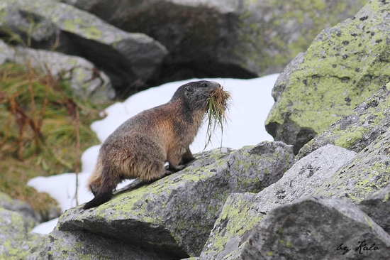 skôr než sa ide spať