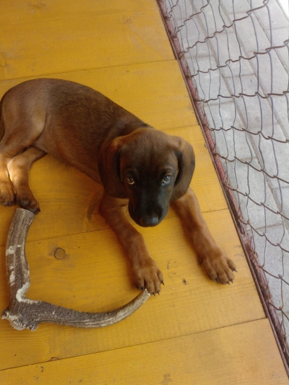 Hasa spod Oravského hradu