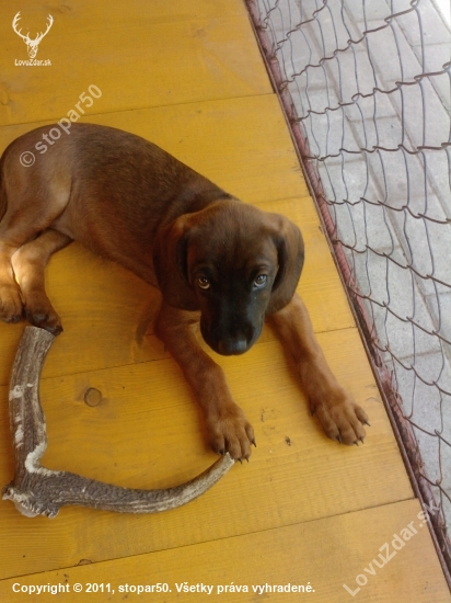 Hasa spod Oravského hradu