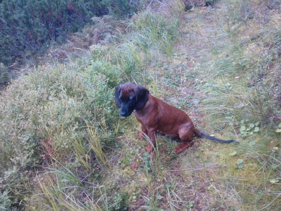 Hasa spod Oravského hradu