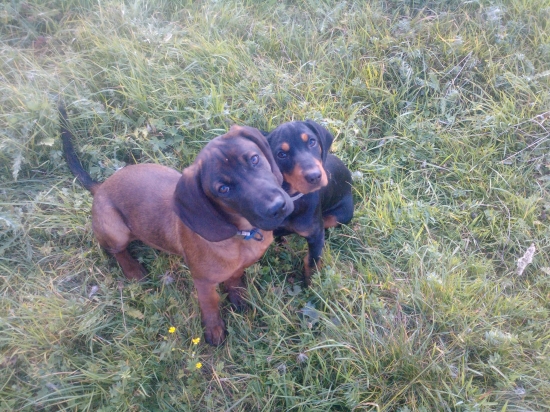 Hasa spod Oravského hradu a Aja z Halče