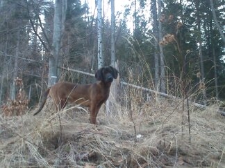 Hasa spod Oravského hradu