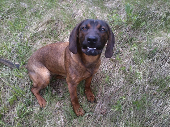 Hasa spod Oravského hradu