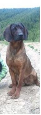 HASA spod Oravského hradu