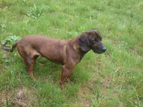 Hasa spod Oravskeho Hradu