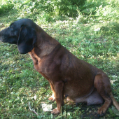 Arta Bozia stupaj
