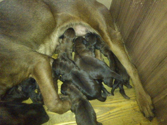 Bavorský farbiar prírastok