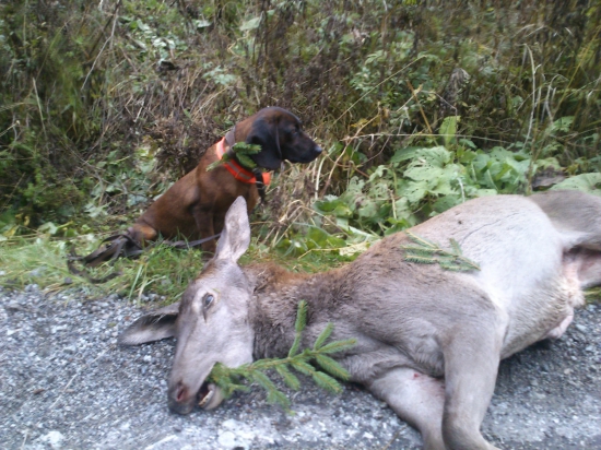 Naročnejšia dohladavka