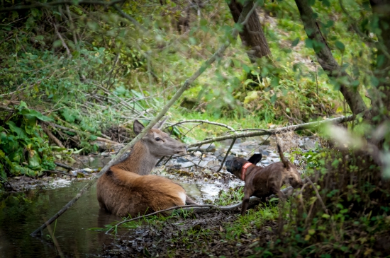 Jedna s dohľadávok v roku 2015