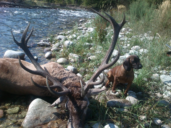 Možno dohladané zlato