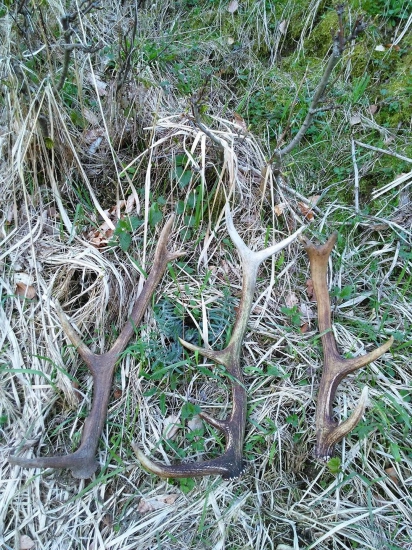 jedna prechádzka a trochu mi doprialo