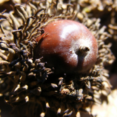 dubovy