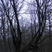 tanečníci