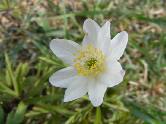 Anemone nemorosa