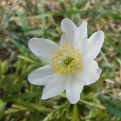 Anemone nemorosa