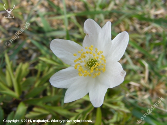 Anemone nemorosa