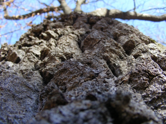 quercus cerris