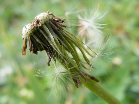 ešte ich pár ostalo