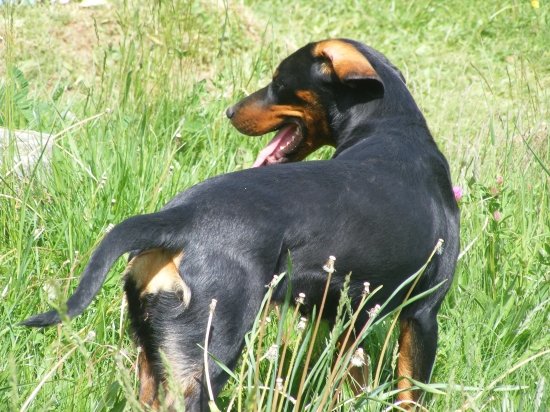 Aja z Hrachovského vŕšku