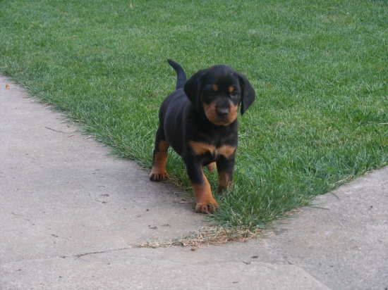 Z Hrachovského vŕšku