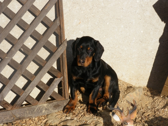 Daira z Hrachovského vršku