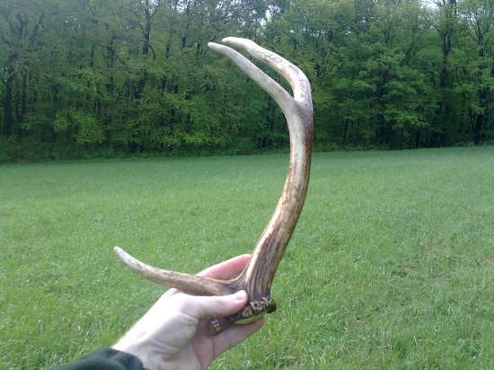 môj prvý paroh v živote