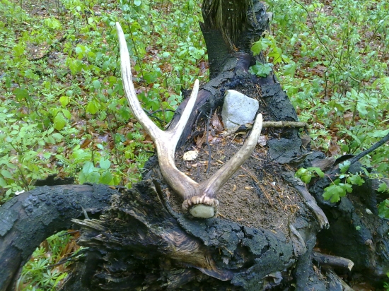 že nájdem dva v jeden deň som ani nesníval...