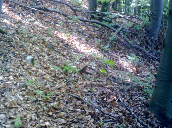 prvo májový paroh, prvý pohľad..