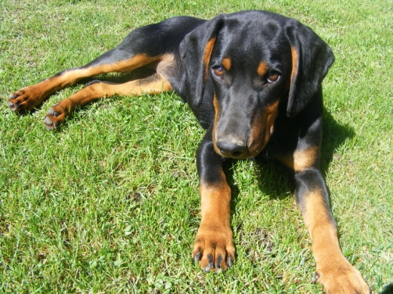 Aja z Hrachovského vŕšku