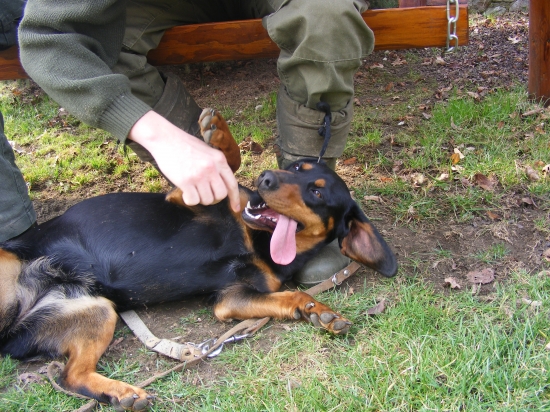Eura spod Kokavskej varty