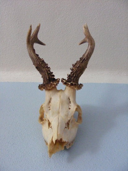 Škoda ze ho nedohladali