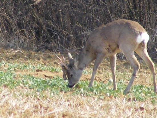 Nejako skoro vytlkol