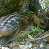 Si myslelo že ho nevidno
