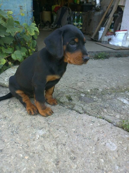 Flóra z Hrachovského vŕšku