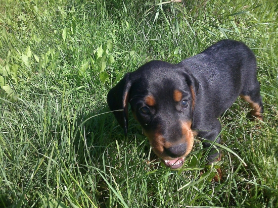 Flóra z Hrachovského vŕšku