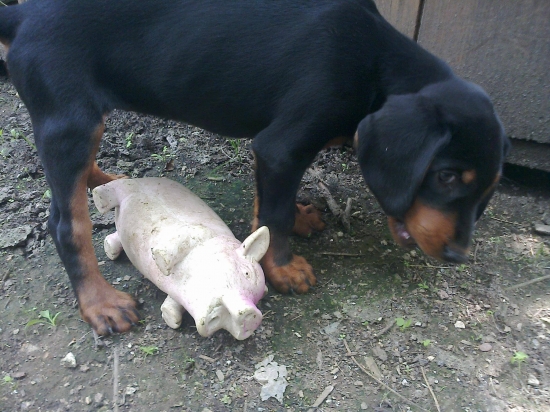 Ruky prečo to je moje prasa :D