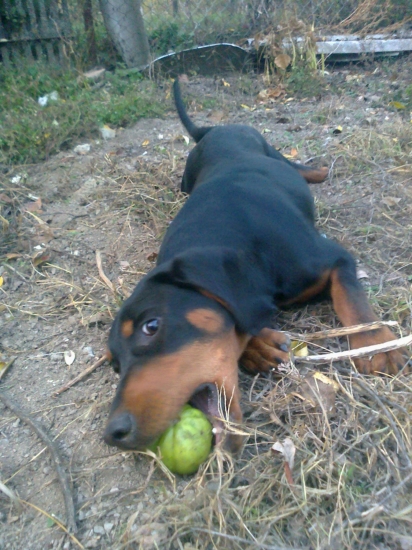 Pomáhala oberať paradajky :D