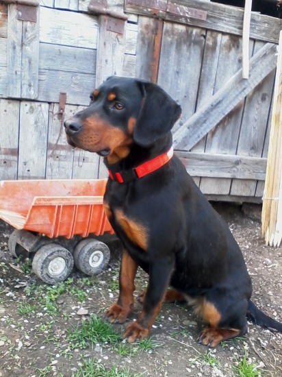 Flora z Hrachovského vršku