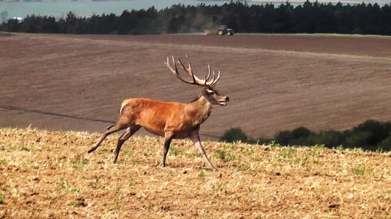 JOHN a DEER o preteky