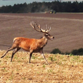 JOHN a DEER o preteky