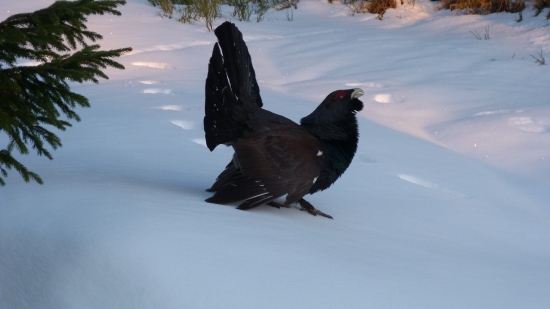 ked sedis v prvom rade